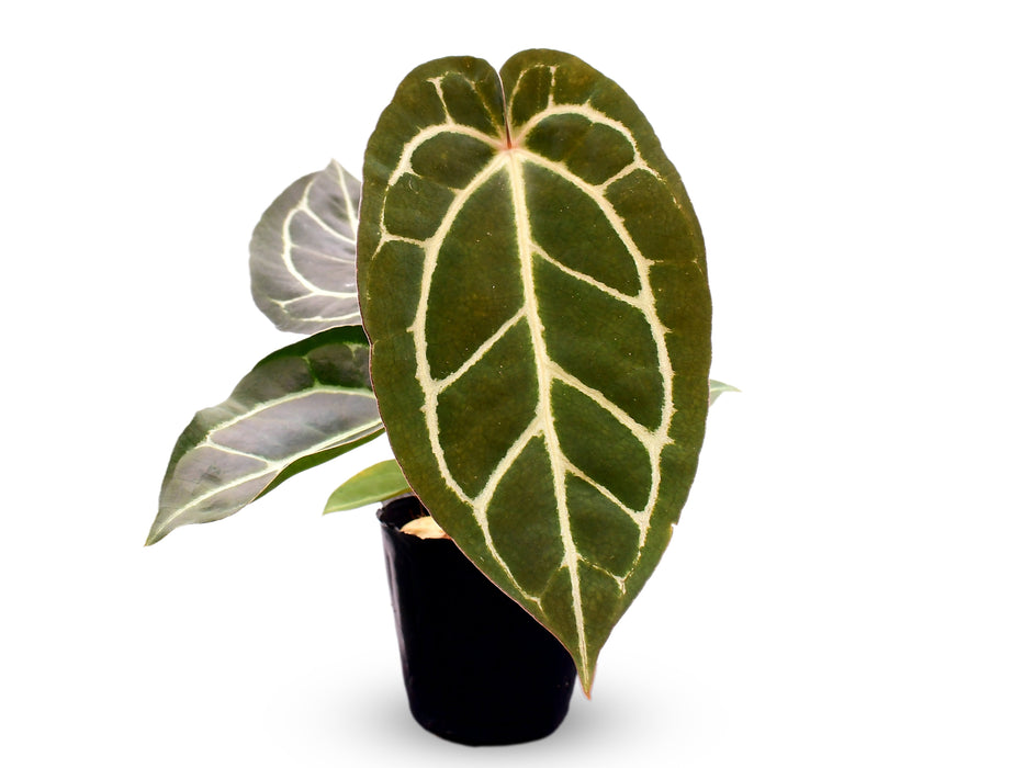 Anthurium Dr. Block x Red Crystal NSE x (Anth. carlablackiae)