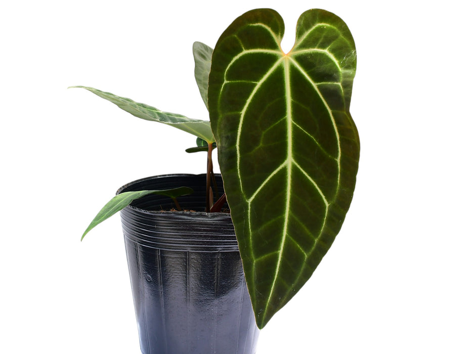 Anthurium Dr. Tom Croat