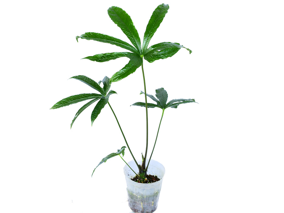 Anthurium Dragon Fingers