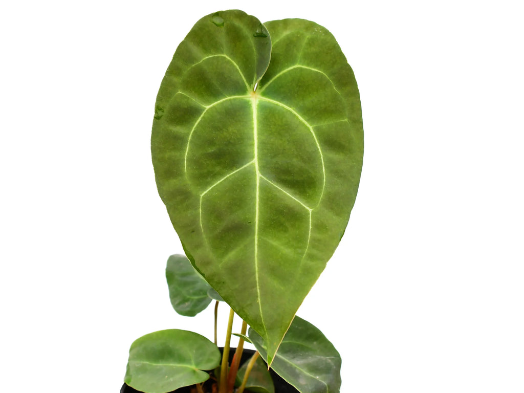 Anthurium Ecuagenera Green Soul - Forgetii x Besseae Hybrid