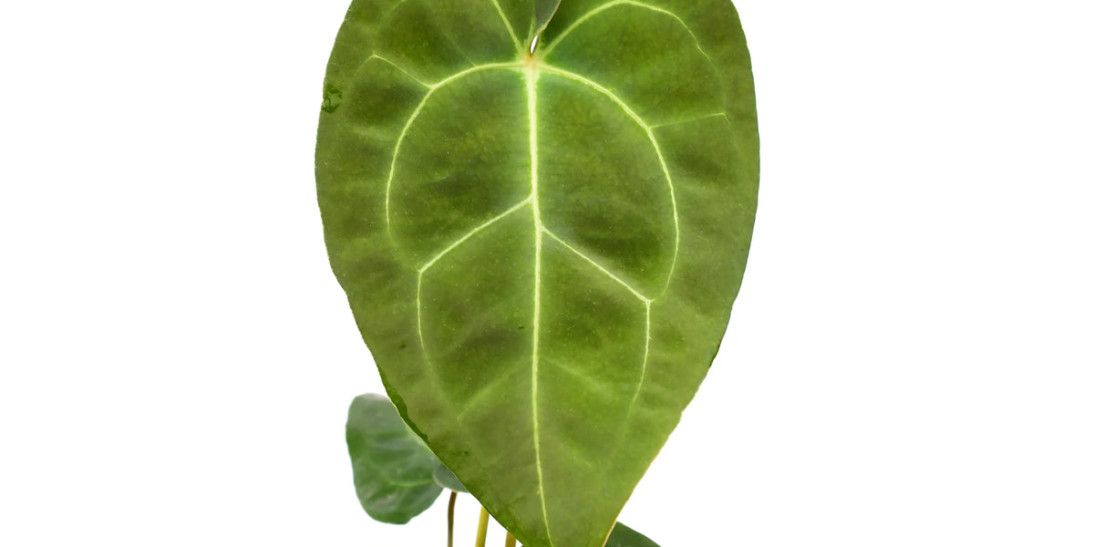 Anthurium Ecuagenera Green Soul (XS)
