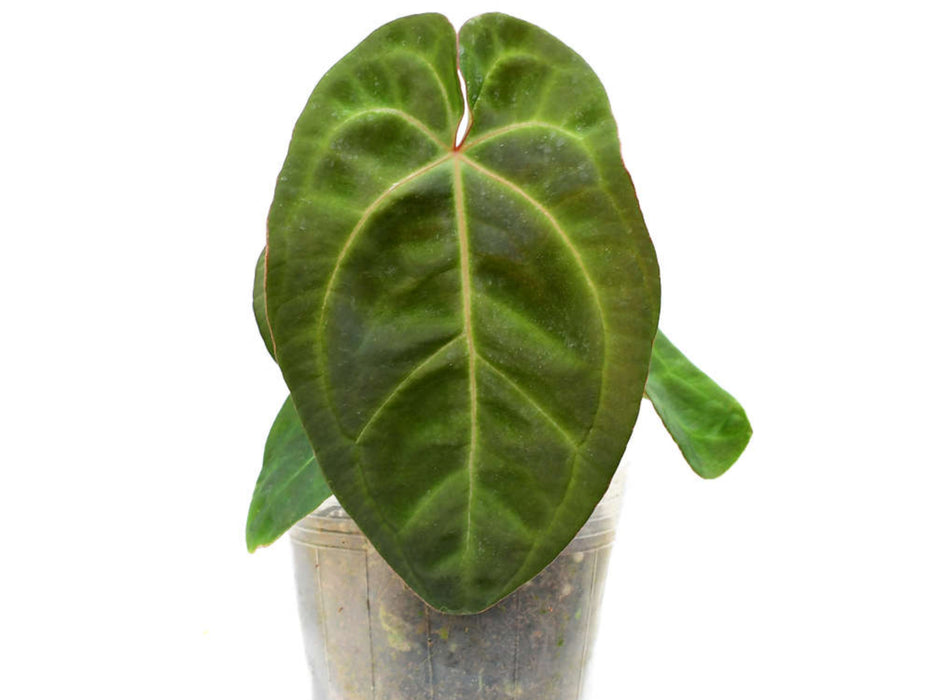Anthurium Ecuagenera Green Soul 'Fantasy' Inverse crossing