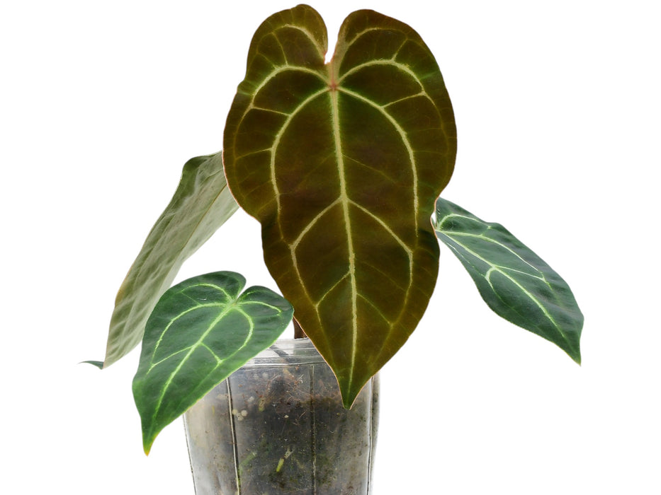 anthurium besseae green Anthurium Ecuagenera Green Soul