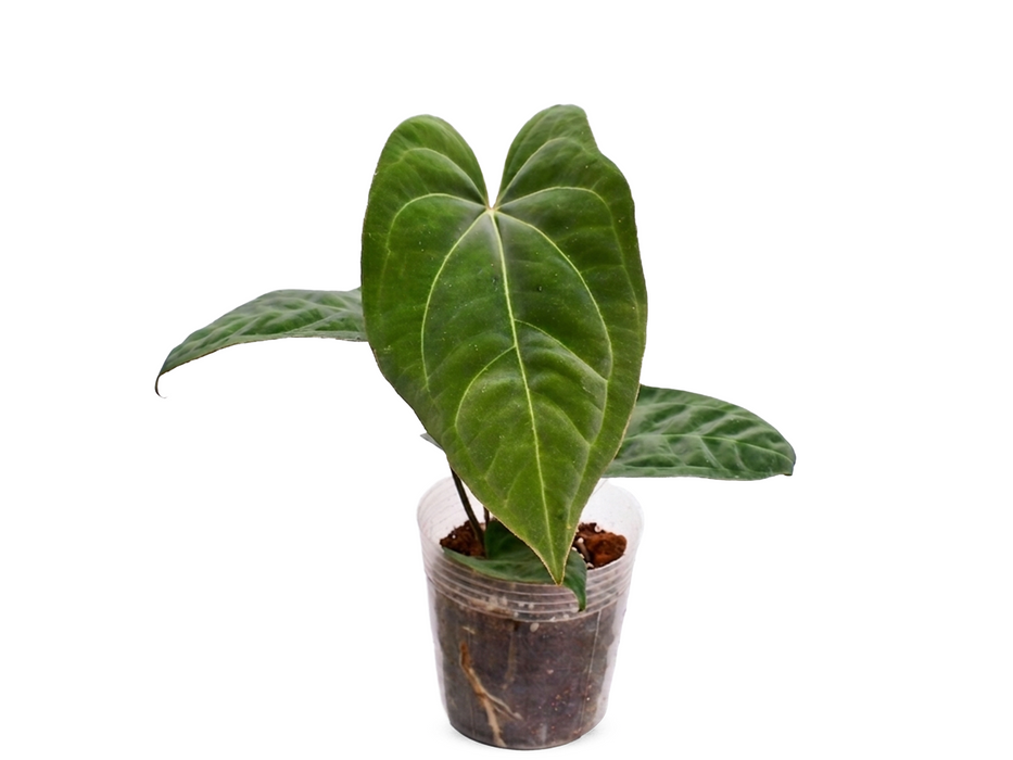 Anthurium Ecuagenera Green Soul x Anthurium dressleri