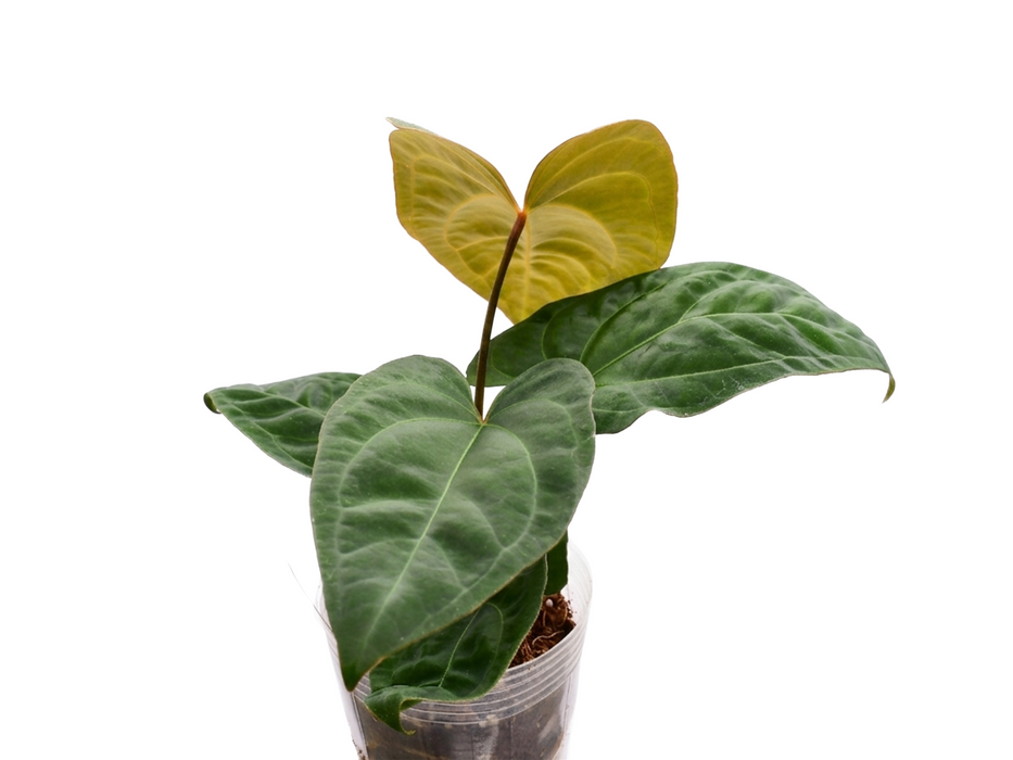 Anthurium Ecuagenera Green Soul x Anthurium dressleri