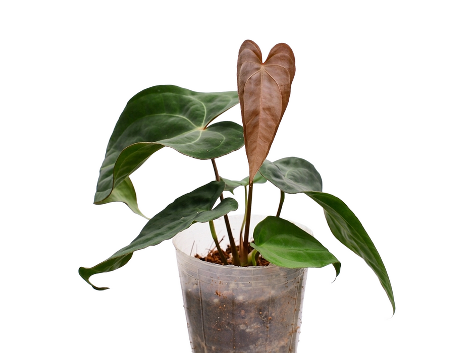 Anthurium Ecuagenera Green Soul x Anthurium dressleri