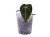 Anthurium Forget Green Soul