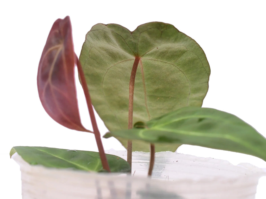anthurium forgeti Anthurium Forget Green Soul
