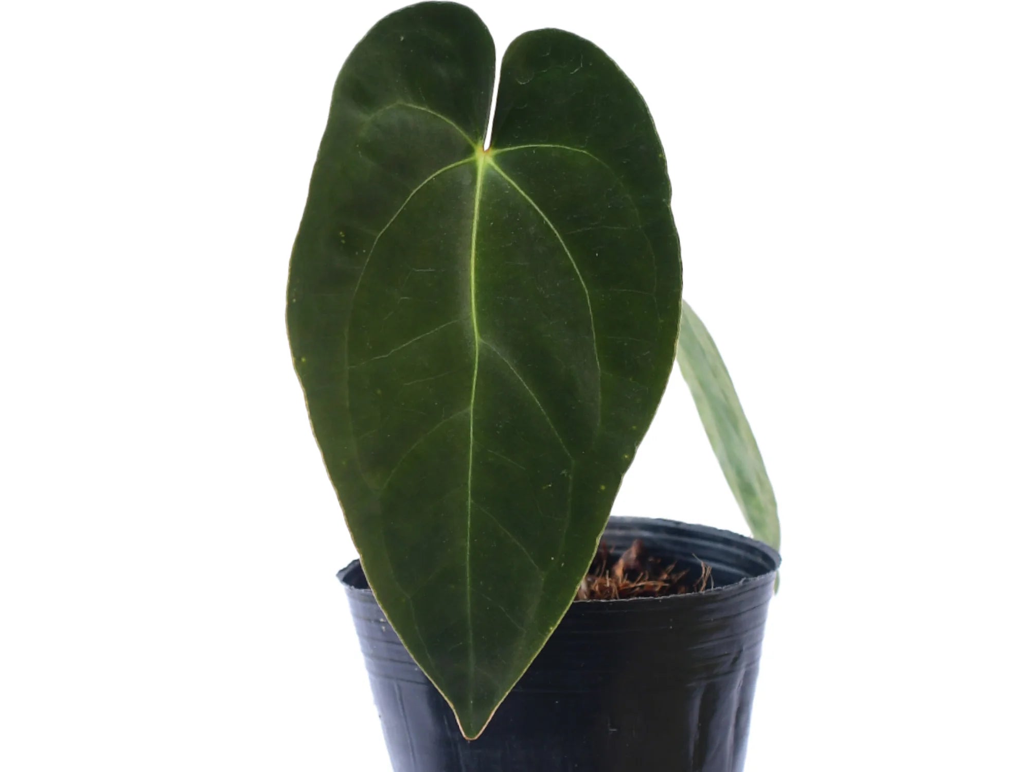 Anthurium Mariposa Soul