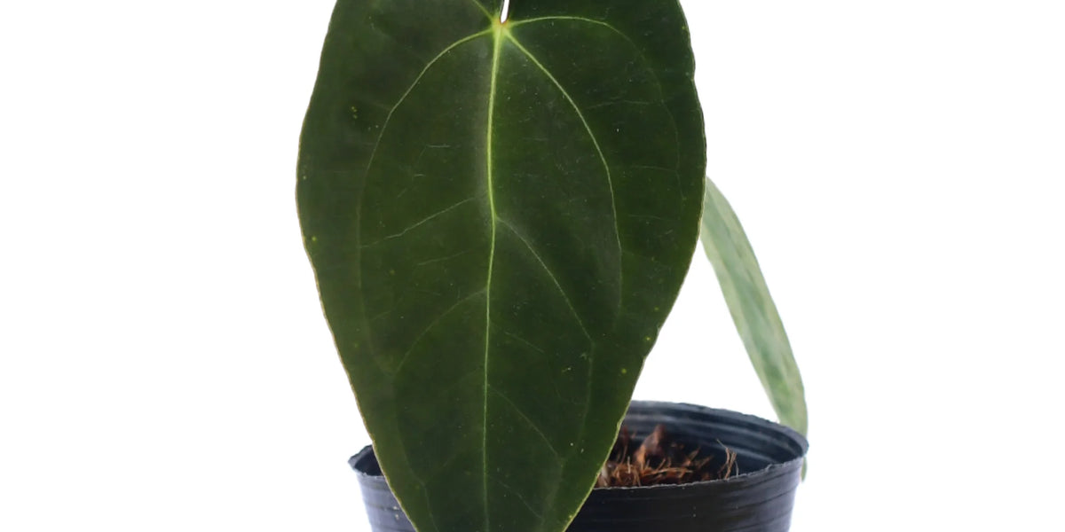 Anthurium Ecuagenera Green Soul x papillilaminum — Ecuagenera USA Corp