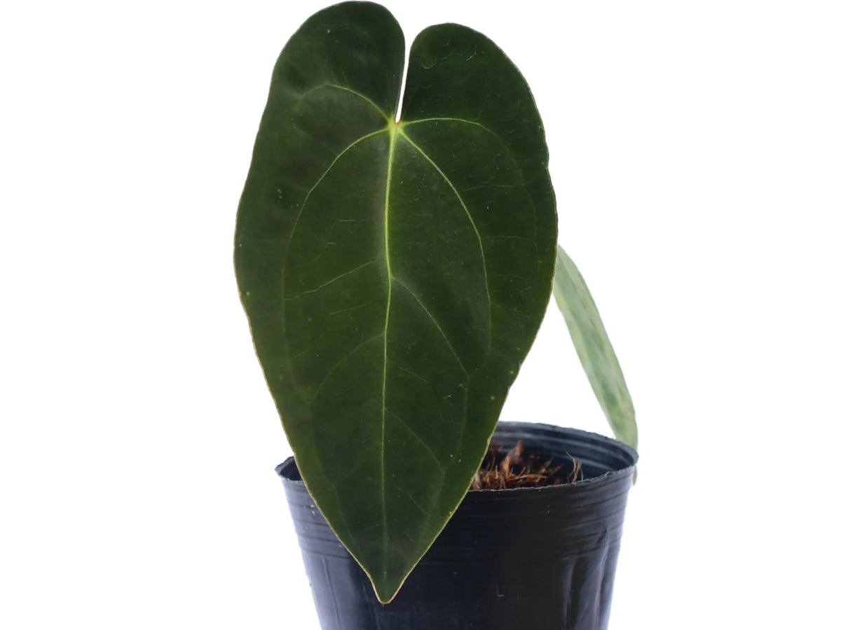 anthurium ecuagenera Anthurium Mariposa Soul