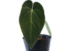Anthurium Mariposa Soul