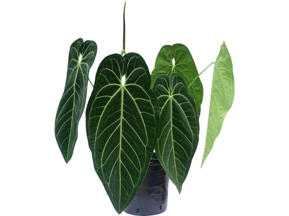 Anthurium Ecuagenera Princess 'Inverse crossing'