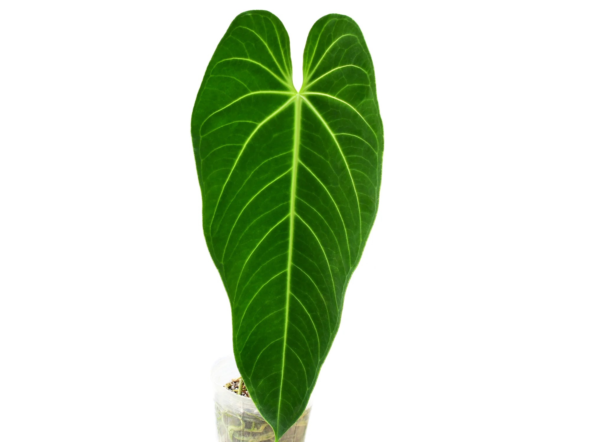 Anthurium Ecuagenera Queen