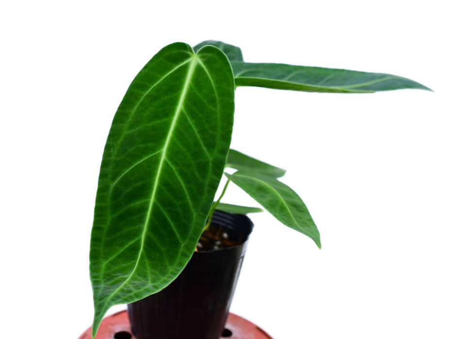 Anthurium Ecuagenera Queen 'Inverse crossing' - Seedling