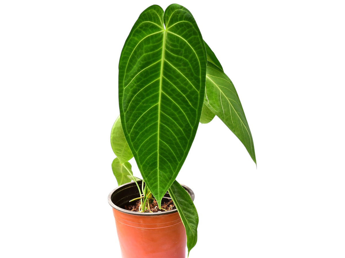 warocqueanum x anthurium waterburyanum Anthurium Ecuagenera Queen 'Inverse crossing' — Ecuagenera USA Corp