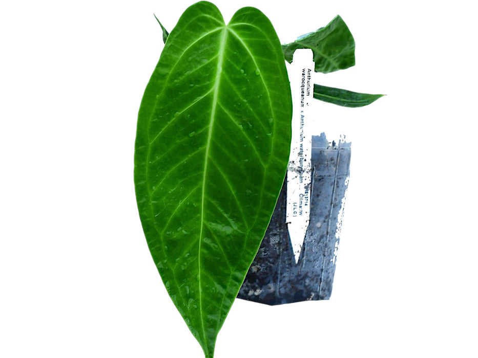 Anthurium Ecuagenera Queen - Seedling
