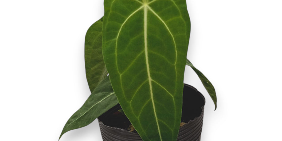 ecuagenera anthurium Anthurium The Forgotten Queen
