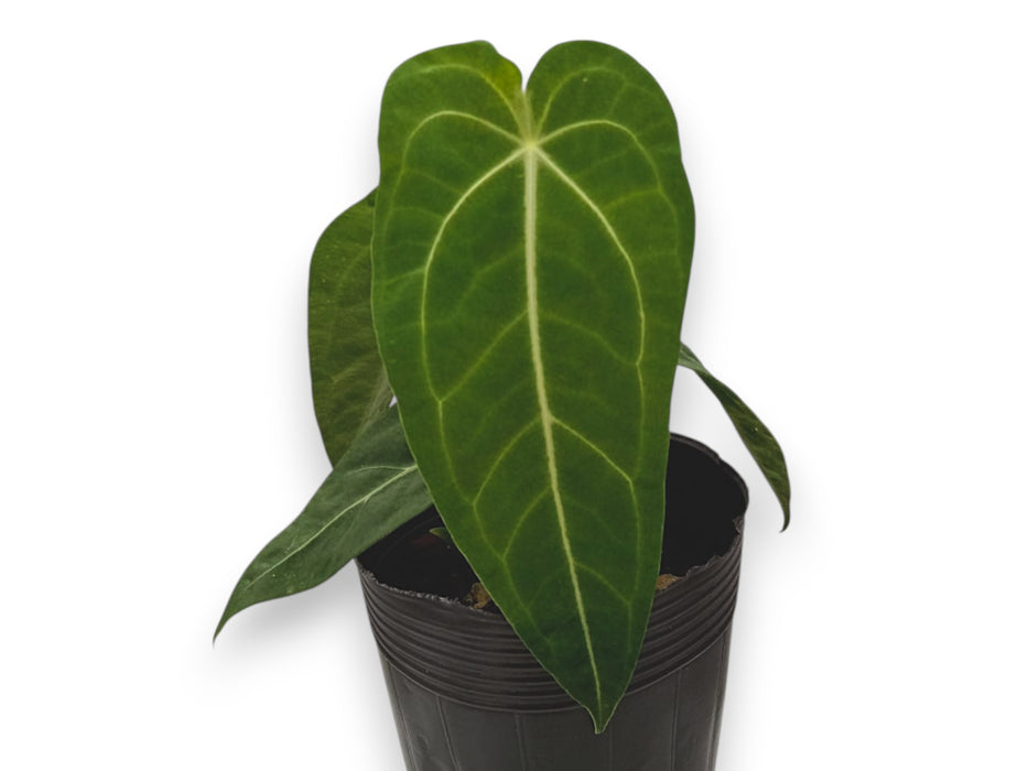 Anthurium Ecuagenera Queen x Anthurium forgetii