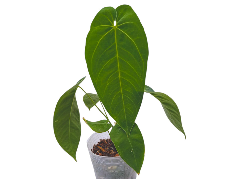 Anthurium Andean Queen