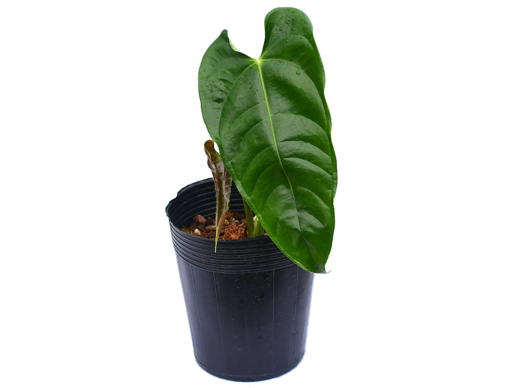 anthurium ecuagenera Anthurium Ecuagenera Ruffles — Ecuagenera USA Corp