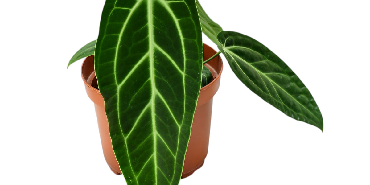anthurium madame pele Anthurium Ecuagenera Princess - Warocqueanum x Besseae Hybrid