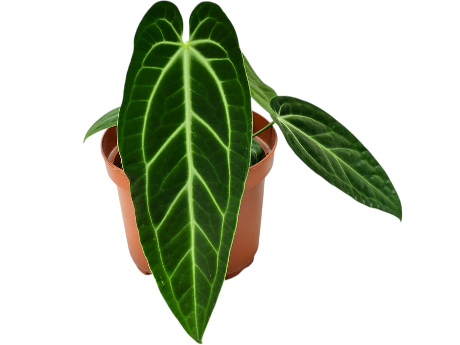 anthurium maharani Anthurium Ecuagenera Princess - Warocqueanum x Besseae Hybrid