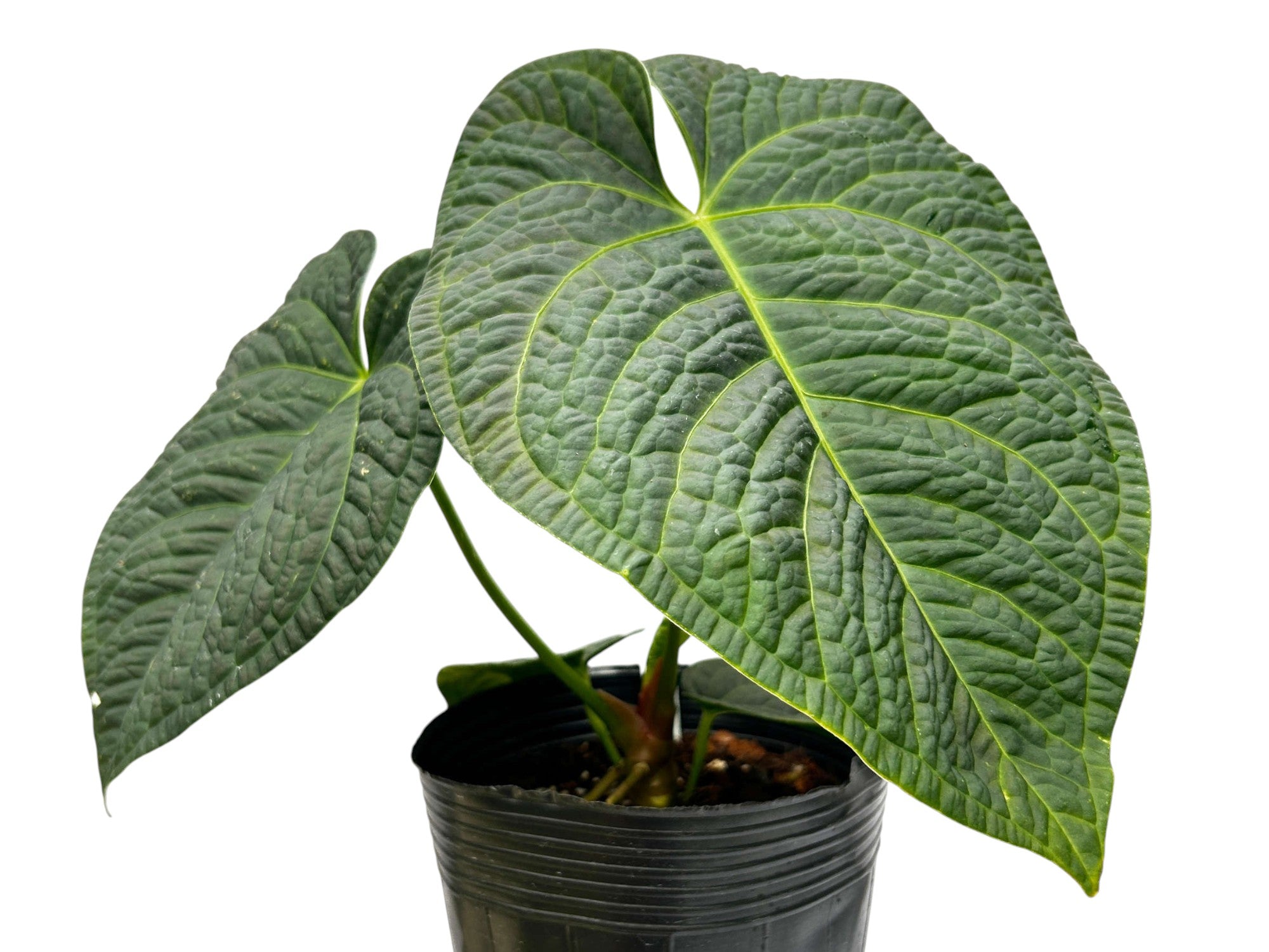 Anthurium Ecuagenera's King — Ecuagenera USA Corp