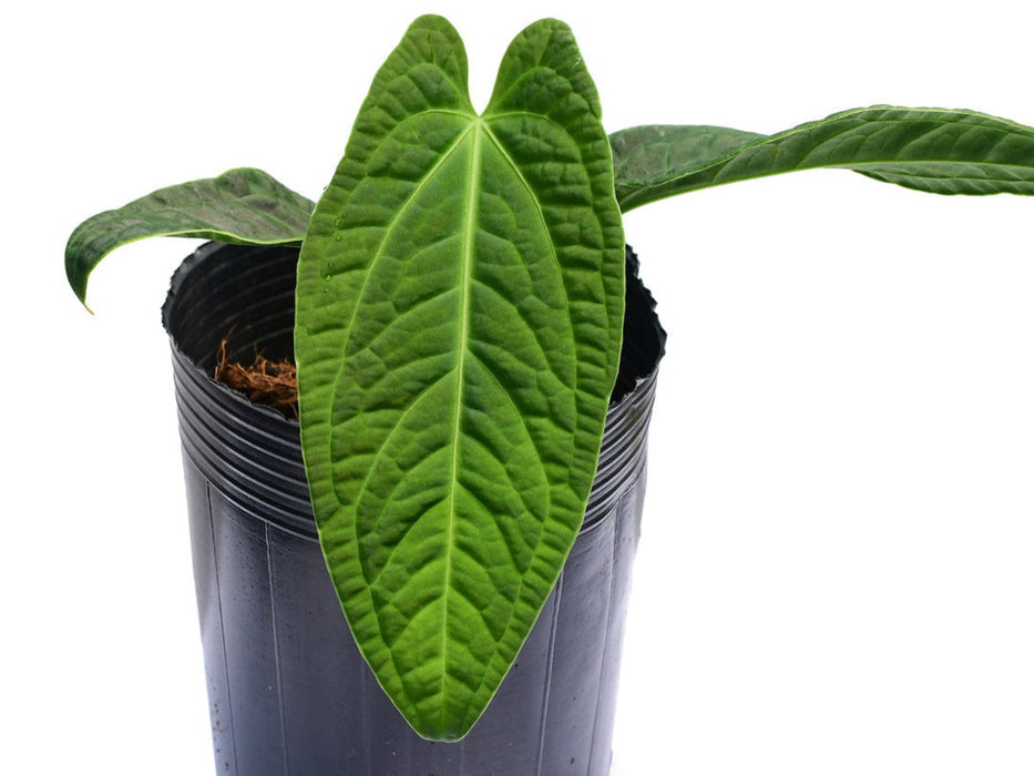 Anthurium Ecuagenera Splendid Queen