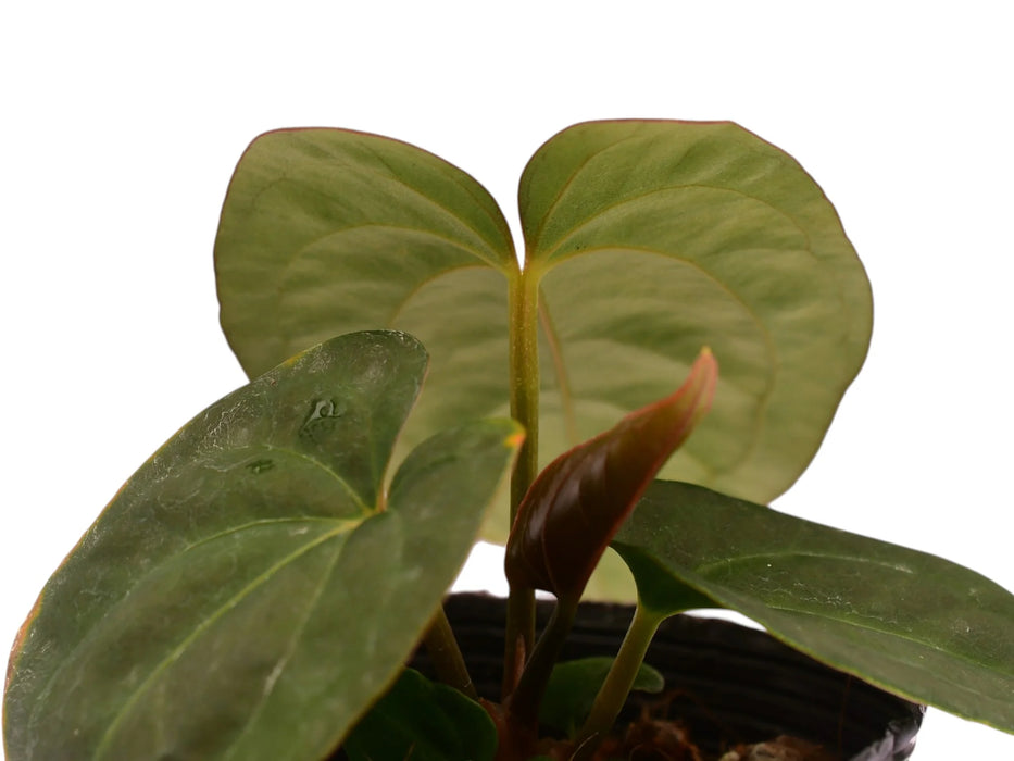 Anthurium Eliarmijos Inspirations inverse crossing