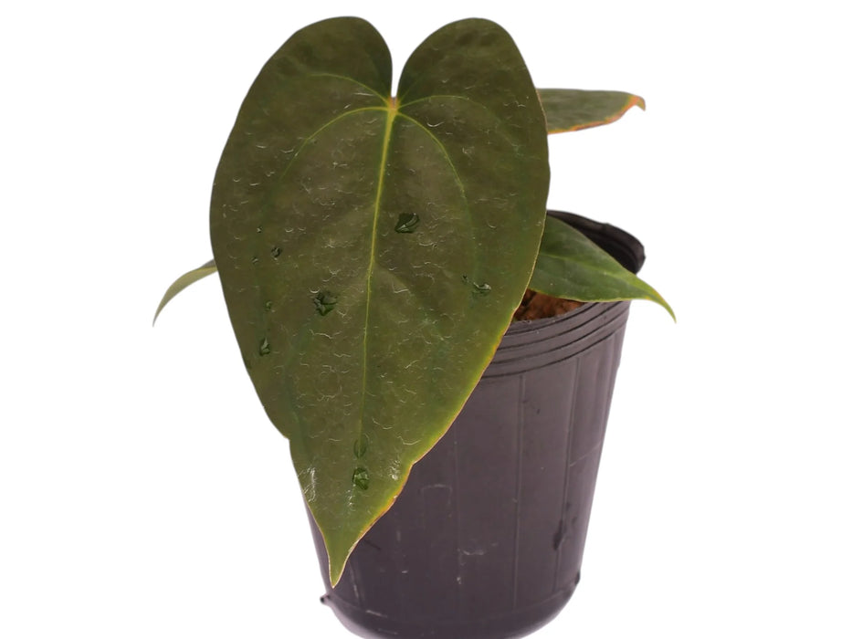 Anthurium Eliarmijos Inspirations inverse crossing