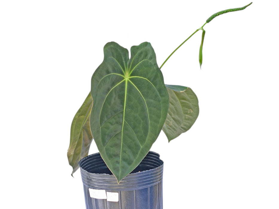 Anthurium Emerald Throne