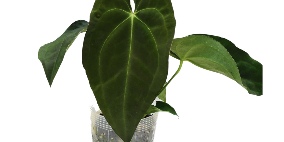 Anthurium Emerald Throne (S)
