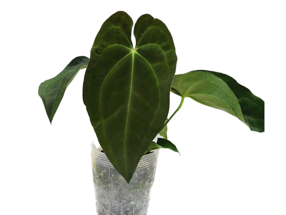 anthurium zebrina Anthurium Emerald Throne (S)