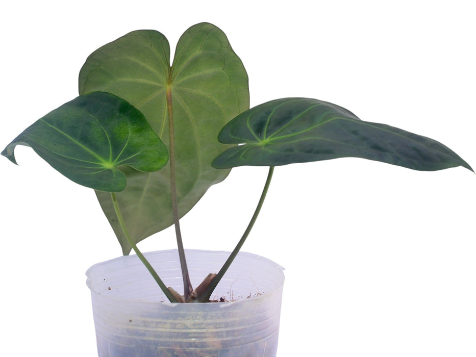 Anthurium The Paradise Throne