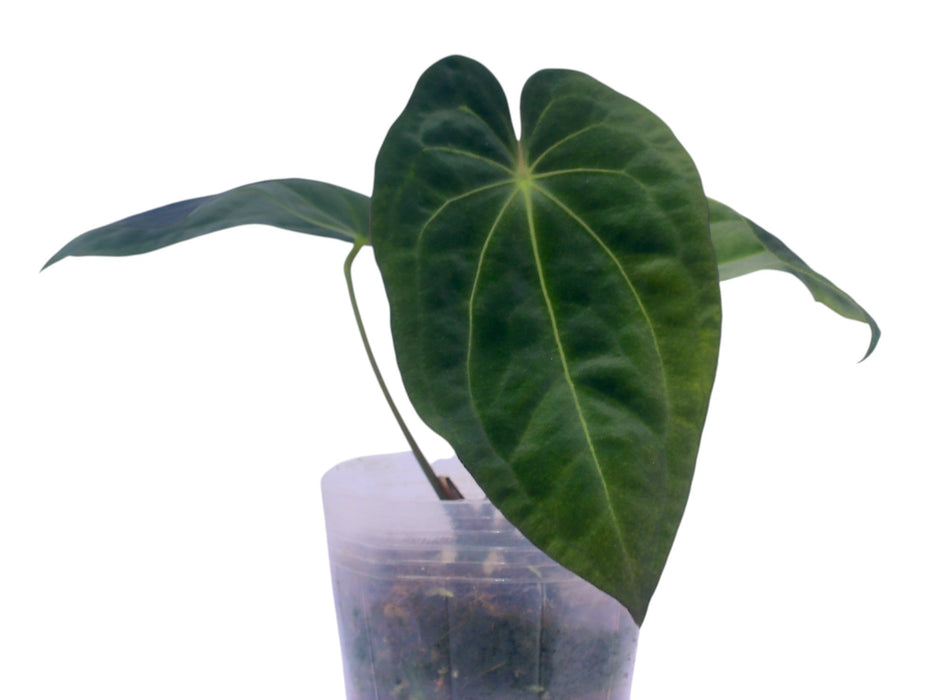 Anthurium The Paradise Throne
