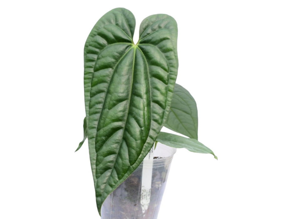 anthurium esmeralda Anthurium Esmeralda Luxury (seedling)