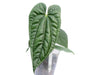 Anthurium Esmeralda Luxury (seedling)