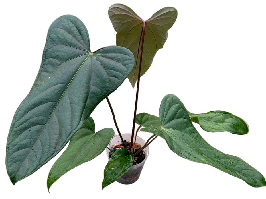 Anthurium Esmeralda Luxury x Anth. Espiritu de Montaña
