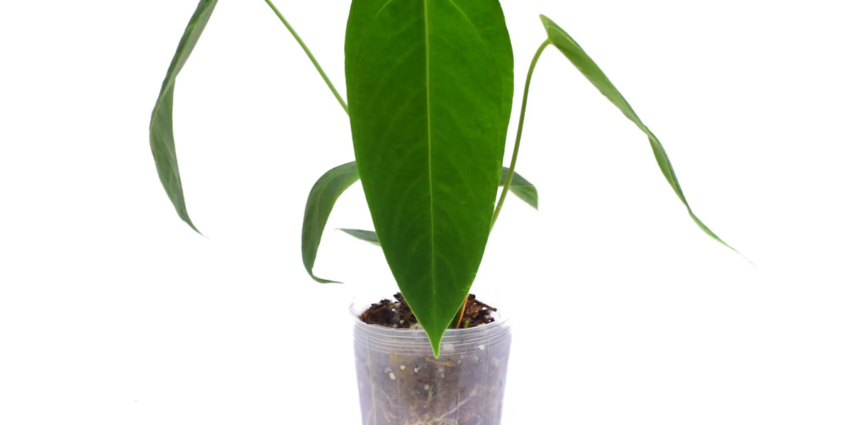 Anthurium Esmeralda Queen — Ecuagenera USA Corp