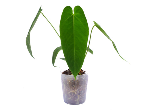 anthurium angamarcanum aff esmeraldas Anthurium Esmeralda Queen — Ecuagenera USA Corp