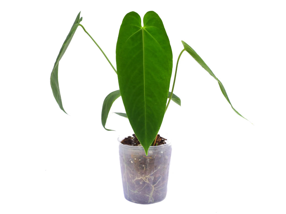 Anthurium Esmeralda Queen — Ecuagenera USA Corp