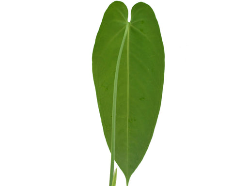 Anthurium Esmeralda Queen — Ecuagenera USA Corp
