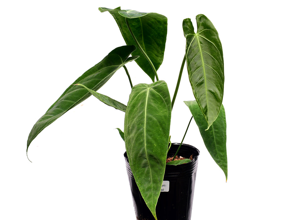 Anthurium Esmeralda Queen x Anthurium Green Savannah