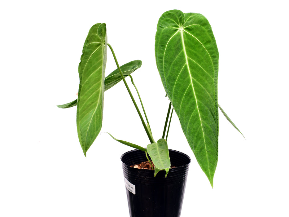 Anthurium Esmeralda Queen x Anthurium Green Savannah