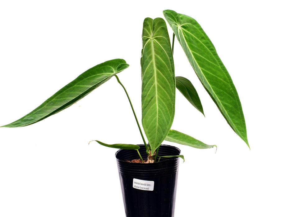 Anthurium Esmeralda Queen x Anthurium Green Savannah