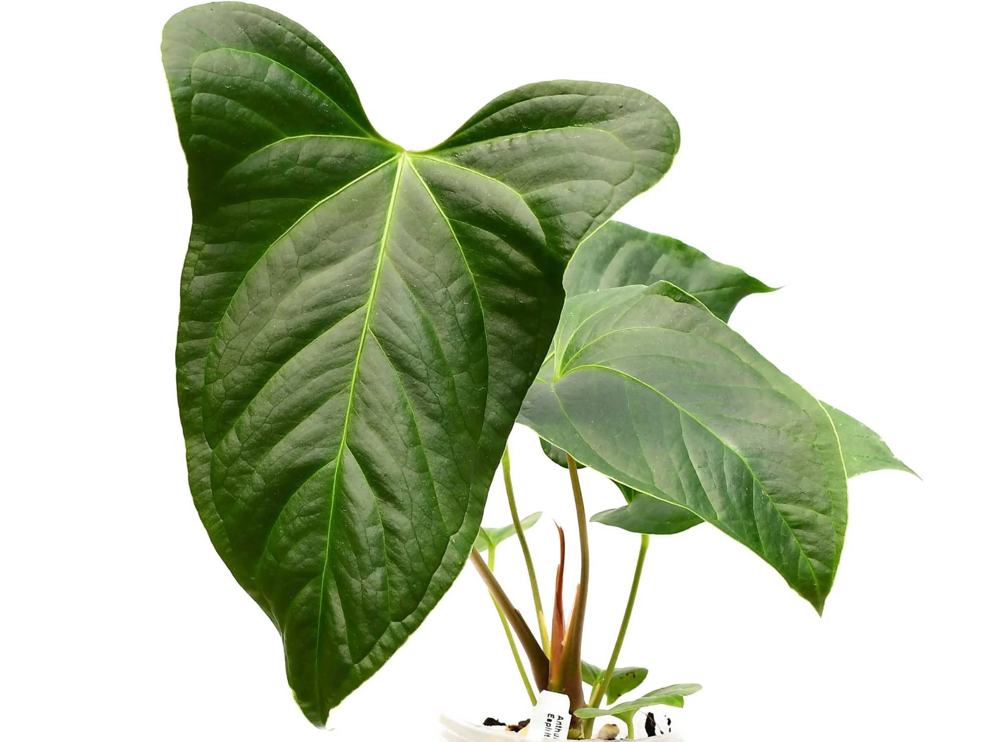 anthurium essencia Anthurium Espiritu de Montana — Ecuagenera USA Corp