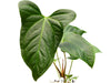 Anthurium Espiritu de Montana