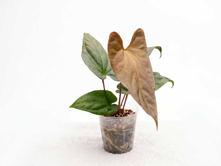 Anthurium Espiritu de Montana x Anthurium Luxury Jungle
