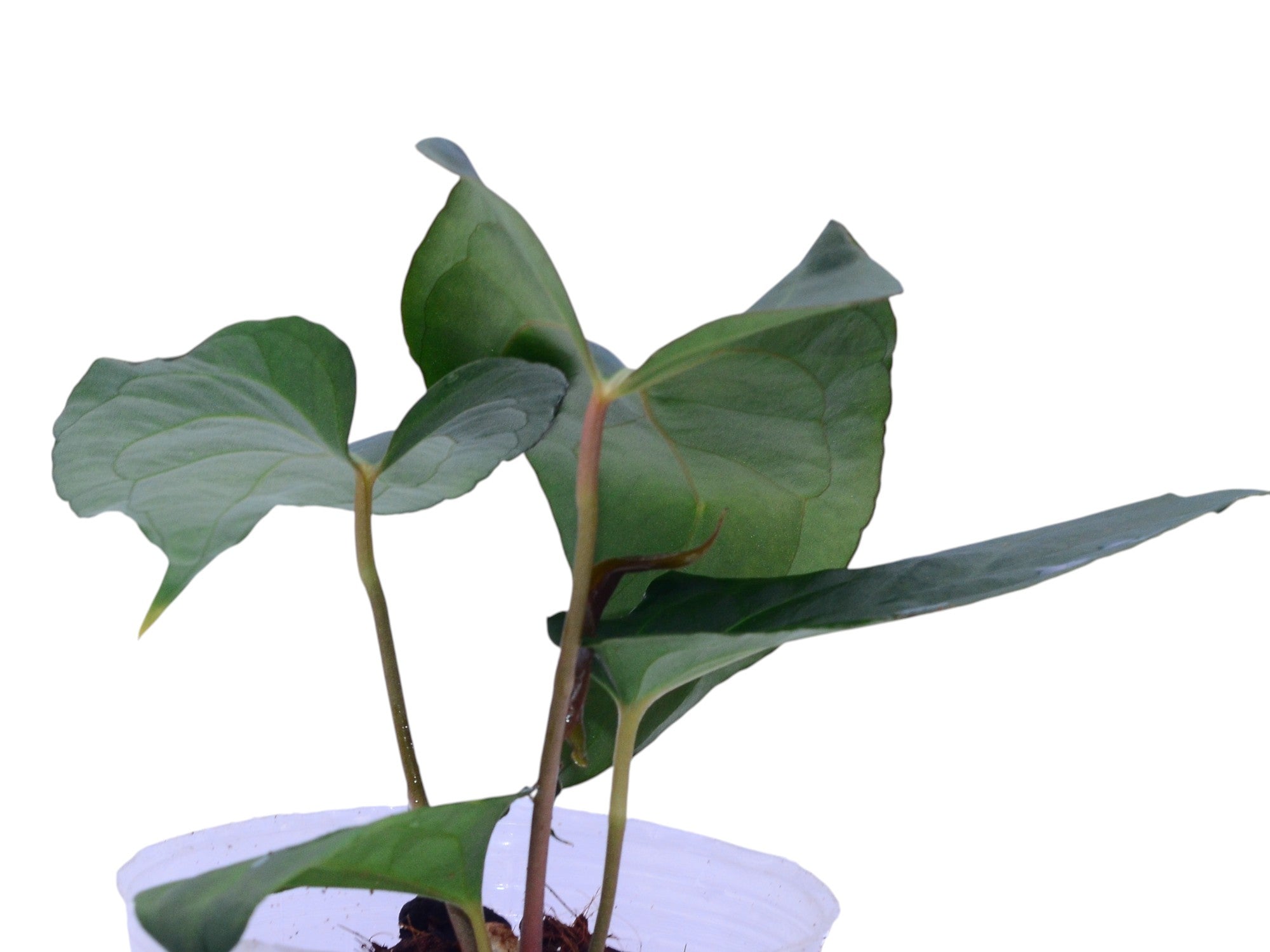 anthurium fantasy Anthurium Mountain Fantasy